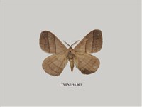 藏品(褐帶蛾)的圖片